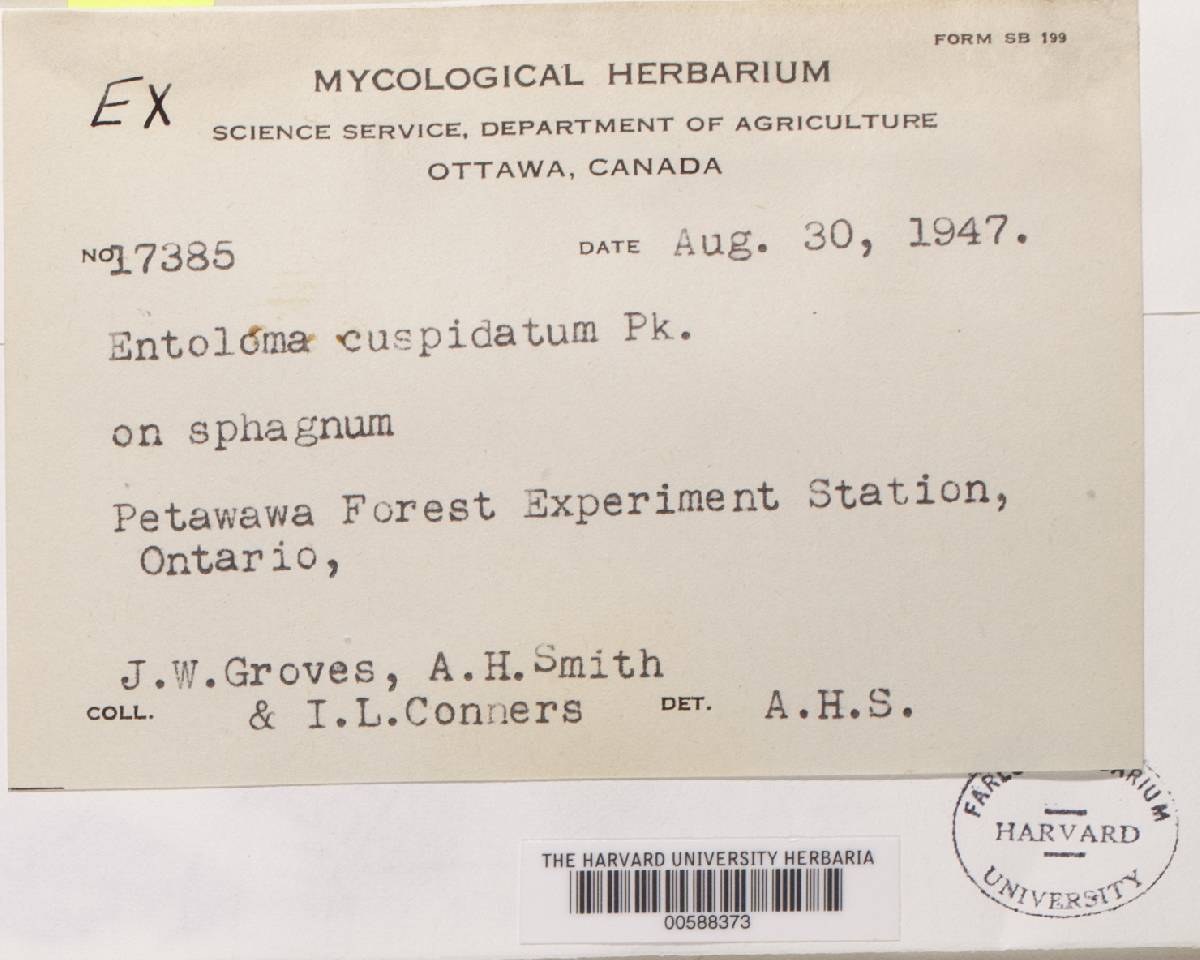 Rhodophyllus murrayi image