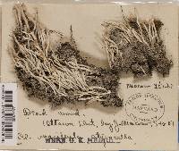 Cladonia macilenta var. styracella image