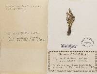 Cladonia cervicornis image