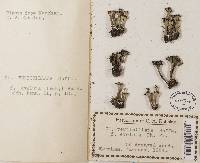 Cladonia cervicornis image