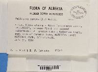 Peltigera canina image
