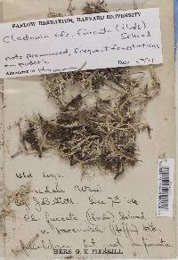 Cladonia furcata image