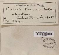 Cladonia ravenelii image
