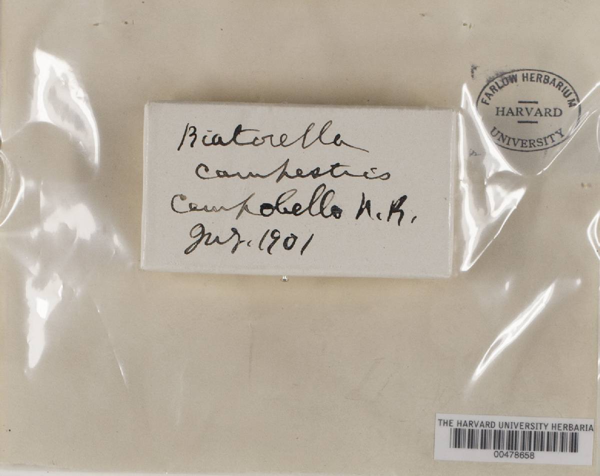 Sarcosagium image