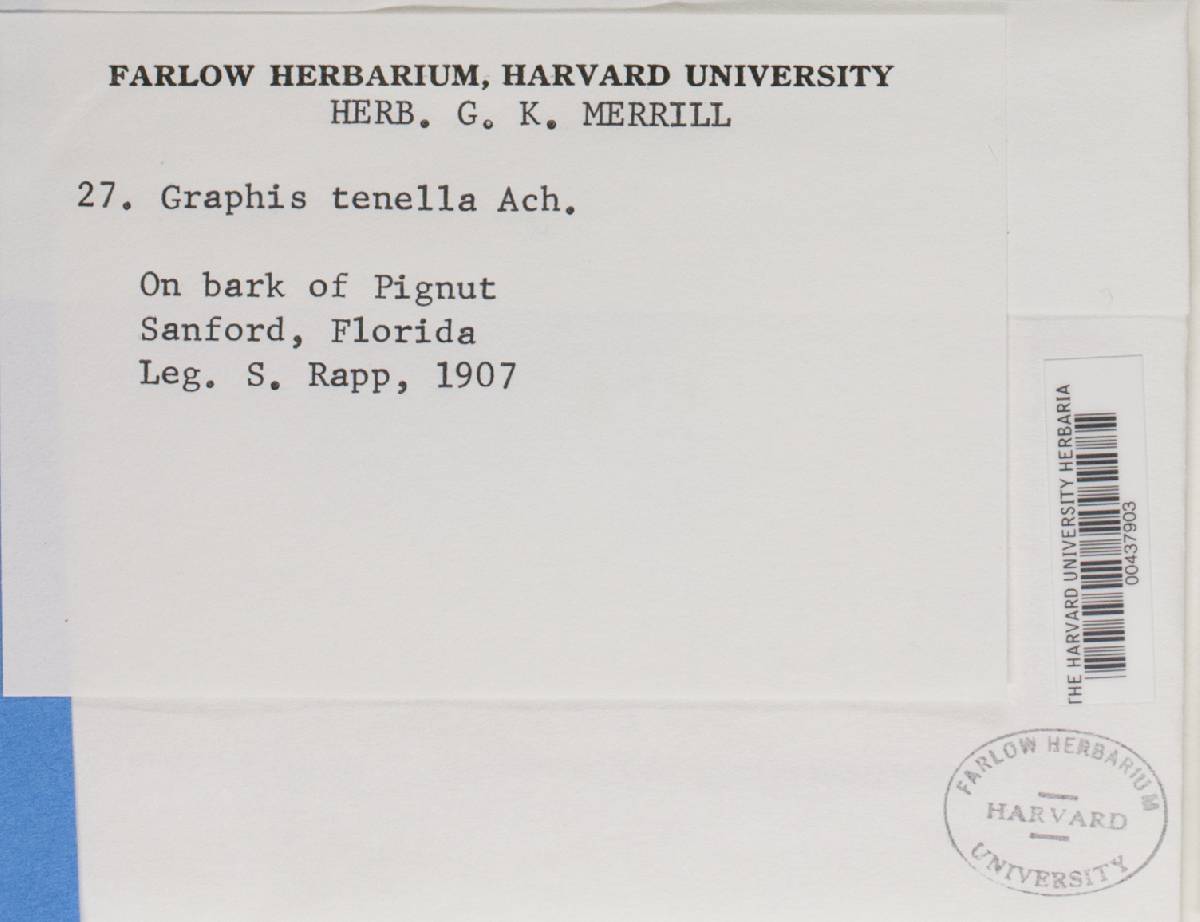 Graphis tenella image