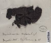 Umbilicaria muehlenbergii image