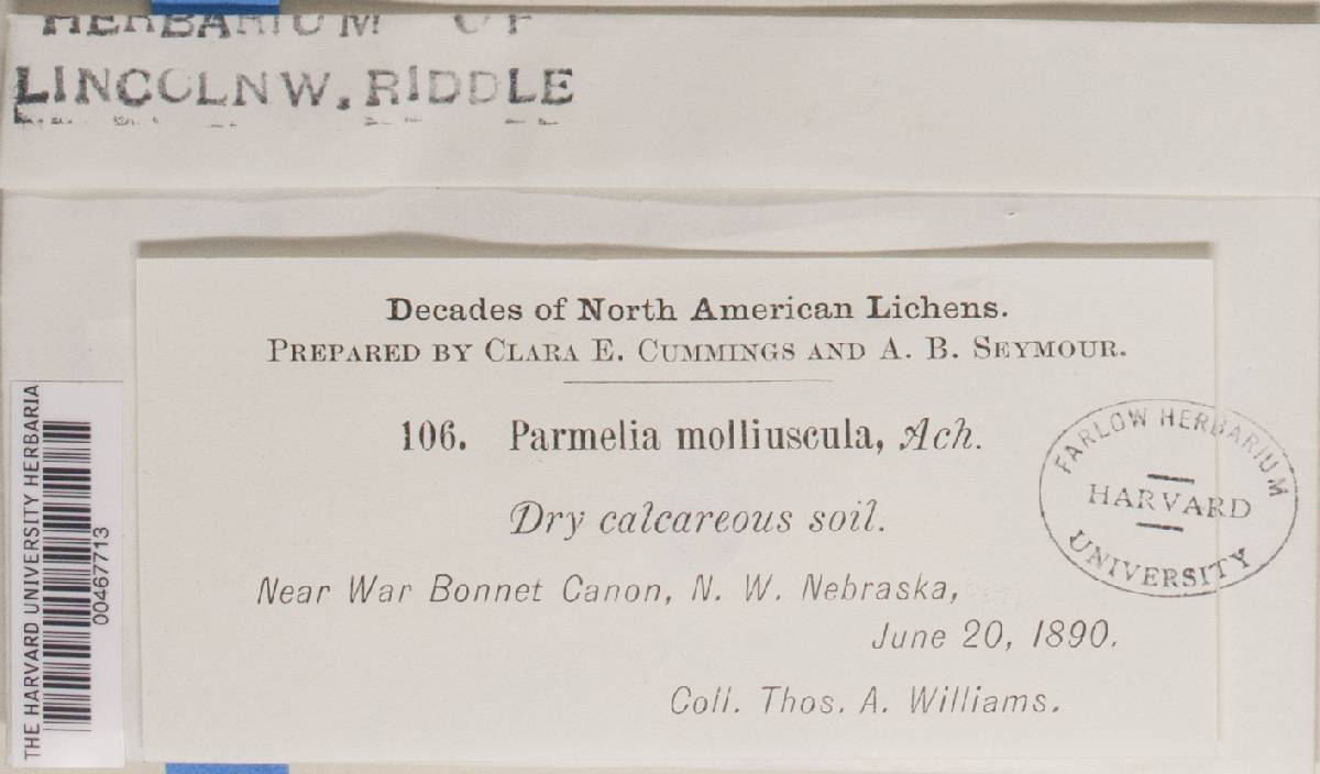 Xanthoparmelia chlorochroa image