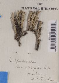 Cladonia fimbriata var. adspersa image