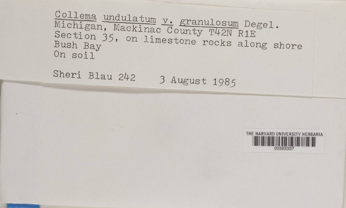 Collema undulatum var. granulosum image