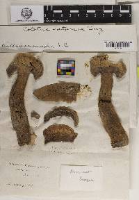 Boletus satanas image