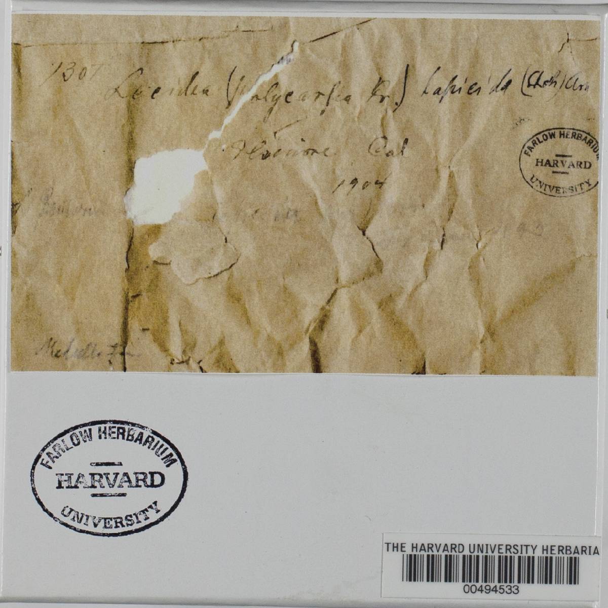 Lecidea lapicida image