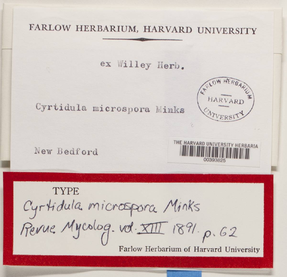 Cyrtidula microspora image
