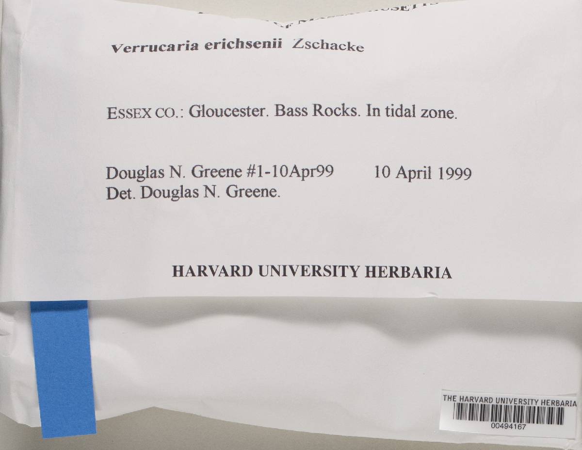 Verrucaria erichsenii image