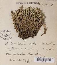 Cladonia uncialis ssp. biuncialis image