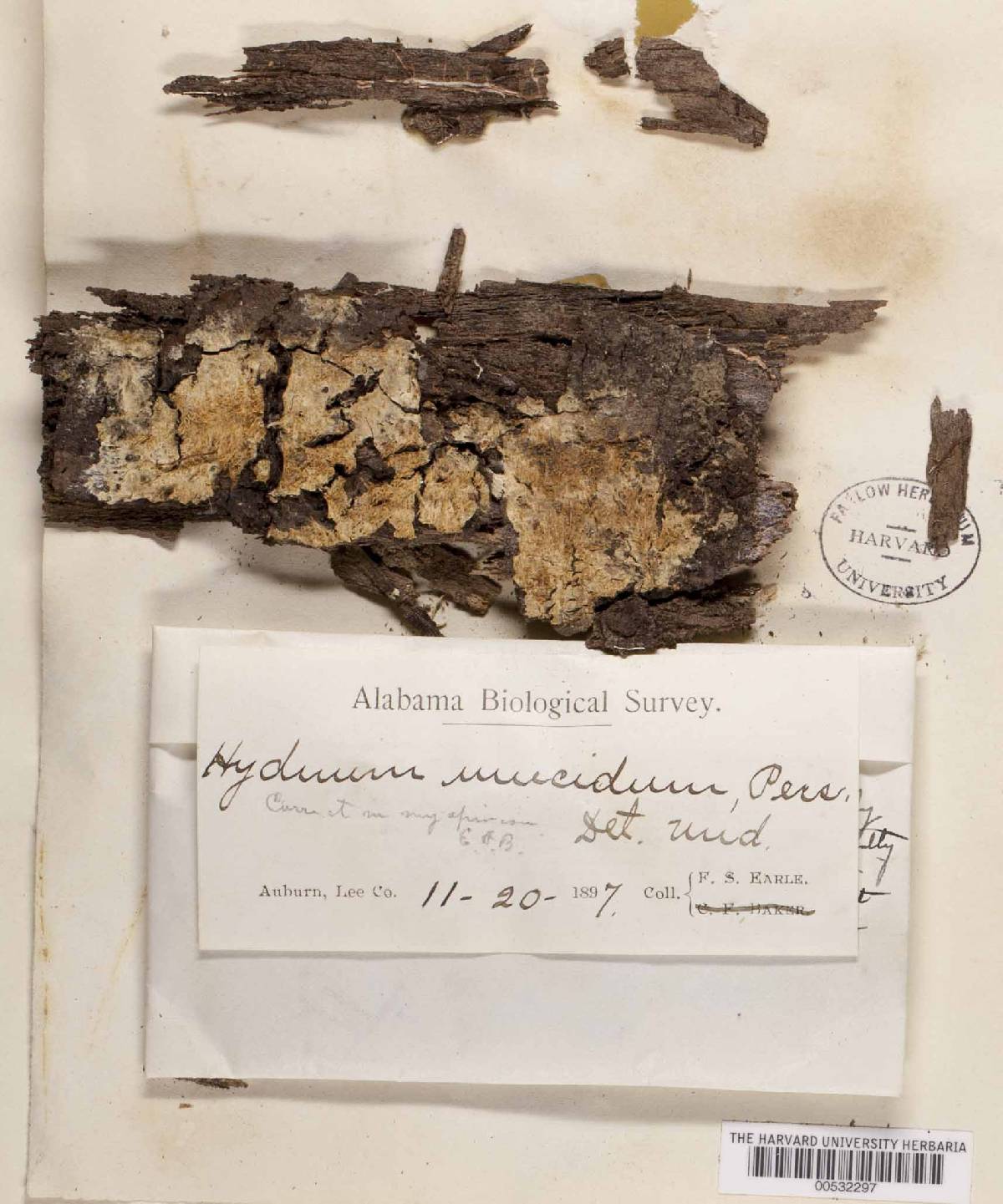 Cristinia mucida image