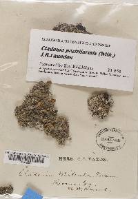 Cladonia peziziformis image