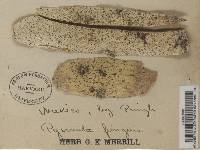 Pyrenula pinguis image