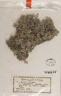 Cladonia mitis image