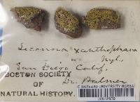 Lecanora xanthophana image