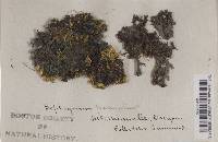 Leptogium palmatum image