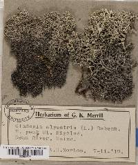 Cladonia stellaris image