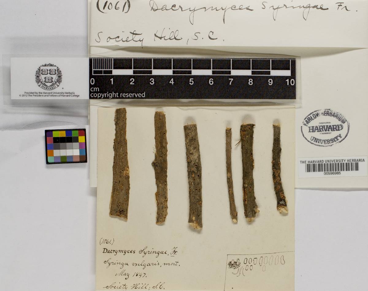 Dacrymyces syringae image