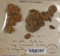 Xanthoria elegans image