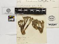 Ramaria botrytis image