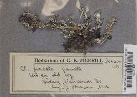 Cladonia furcata ssp. furcata image