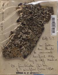 Cladonia fimbriata image