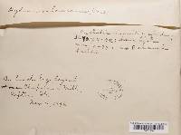 Steccherinum ochraceum image