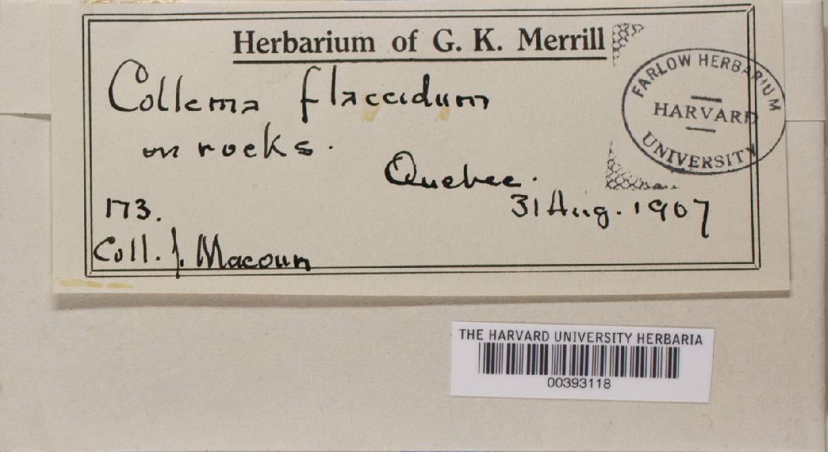 Collema flaccidum image