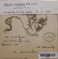 Alectoria sarmentosa image