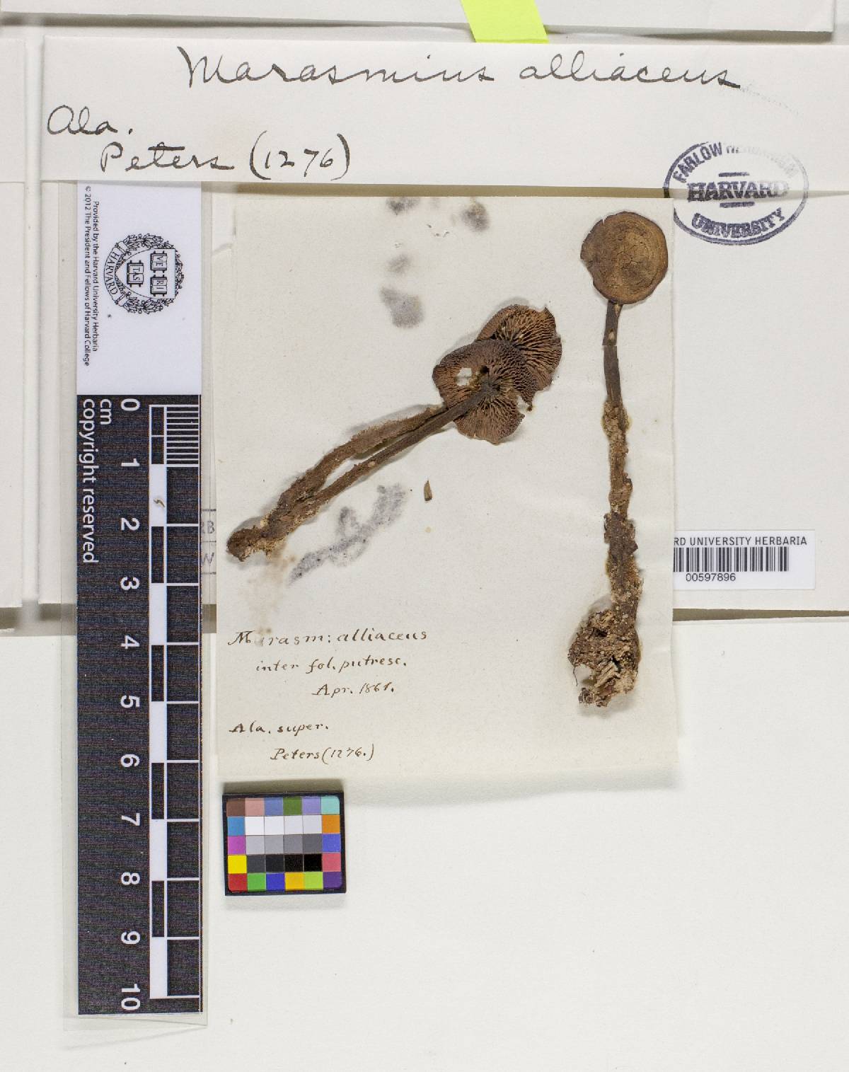 Mycetinis alliaceus image