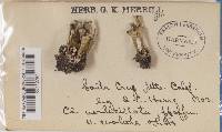 Cladonia cervicornis image
