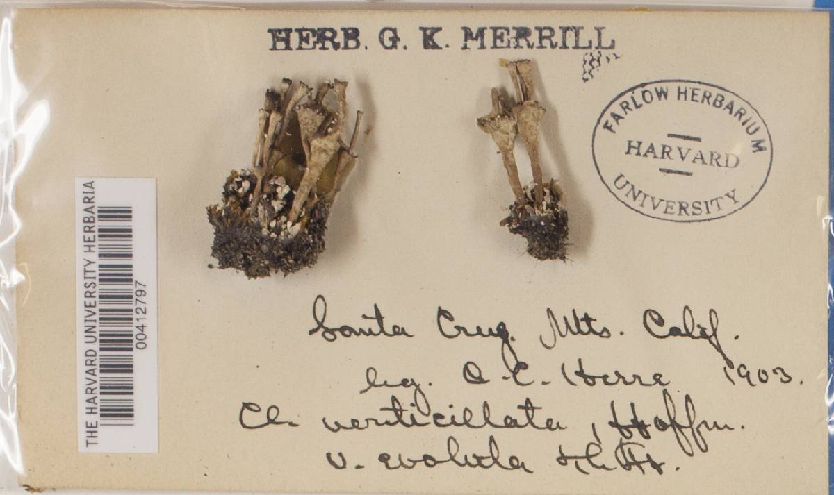 Cladonia cervicornis ssp. verticillata image