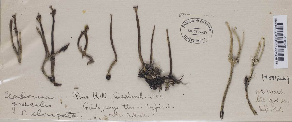 Cladonia gracilis var. elongata image