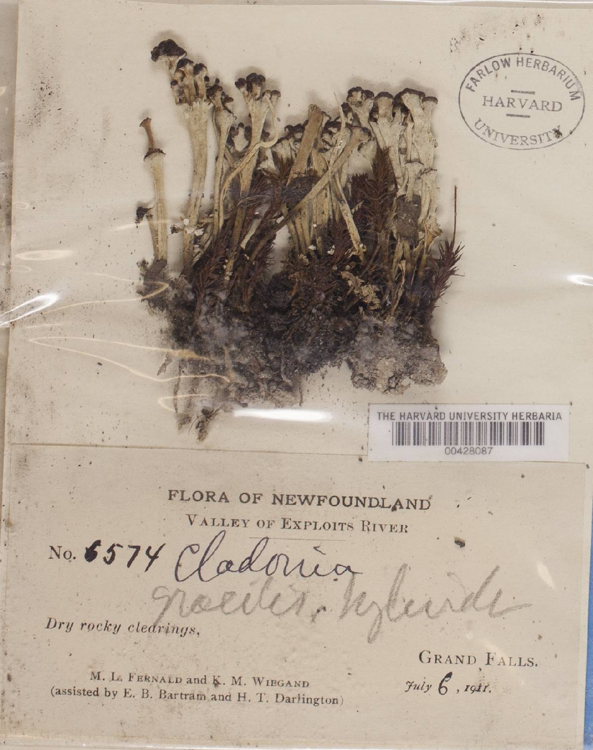 Cladonia gracilis f. hybrida image