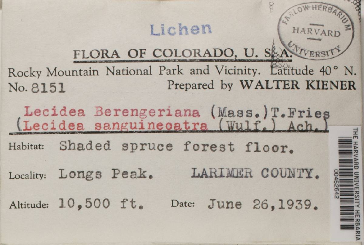 Lecidea berengeriana image