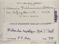 Melanelia hepatizon image