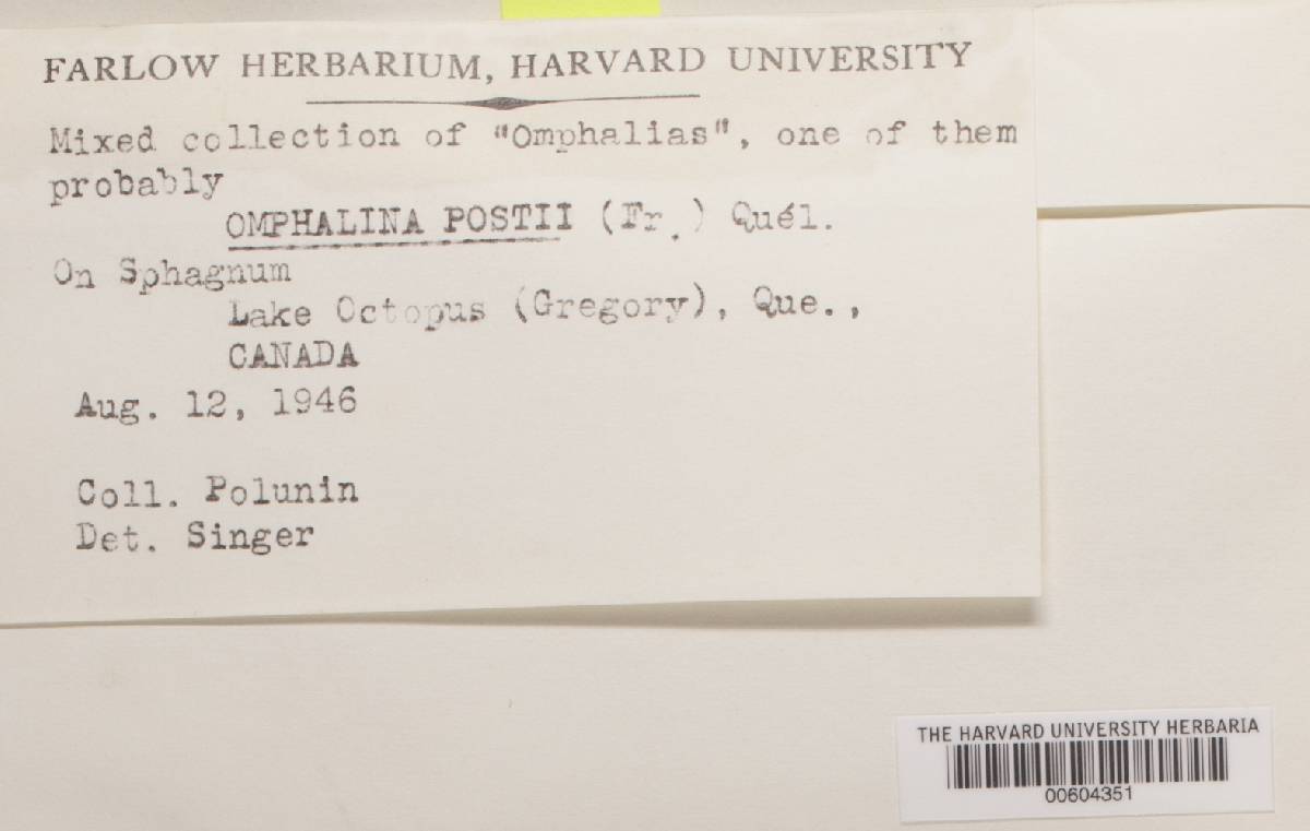 Loreleia postii image