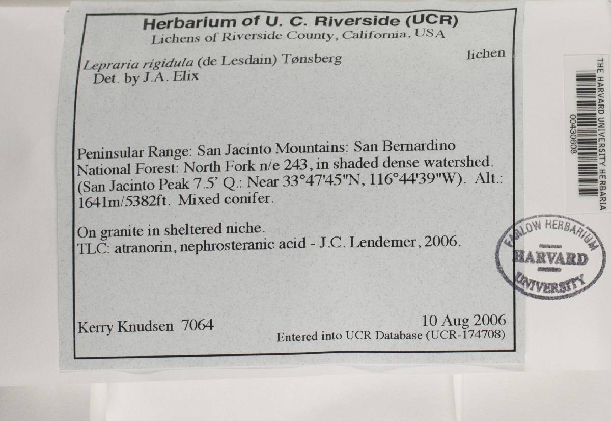 Lepraria rigidula image