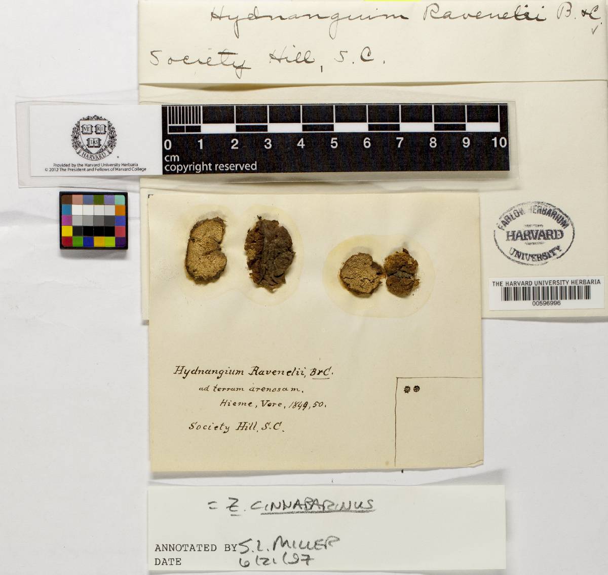 Hydnangium ravenelii image