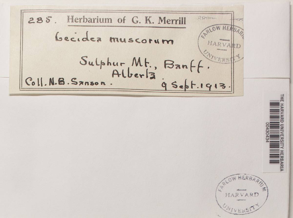 Lecidella wulfenii image