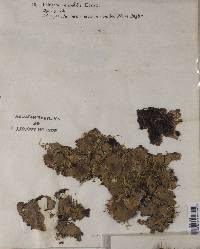 Peltigera horizontalis image