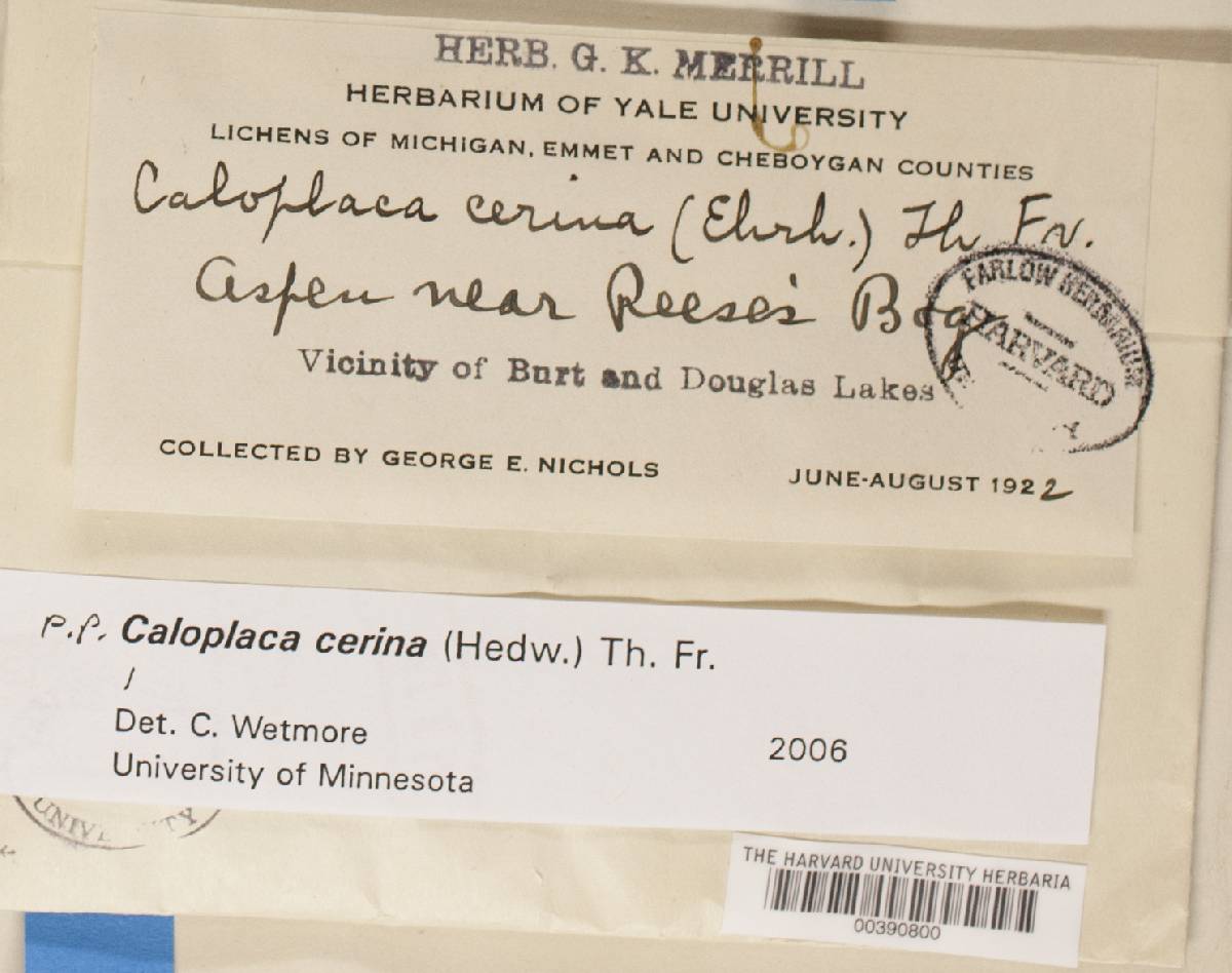 Caloplaca cerina image