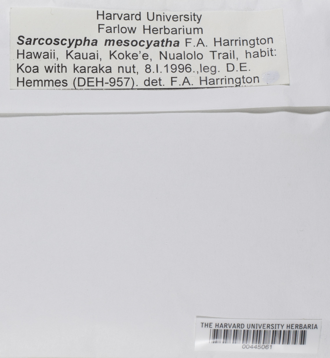 Sarcoscypha mesocyatha image