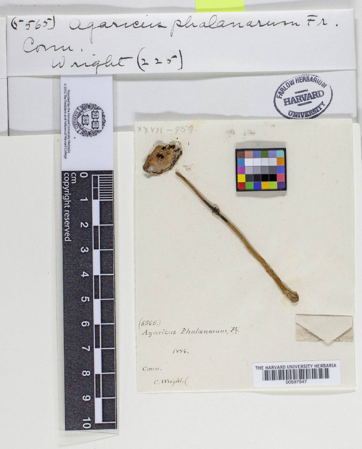 Panaeolus semiovatus var. phalaenarum image