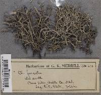 Cladonia furcata image