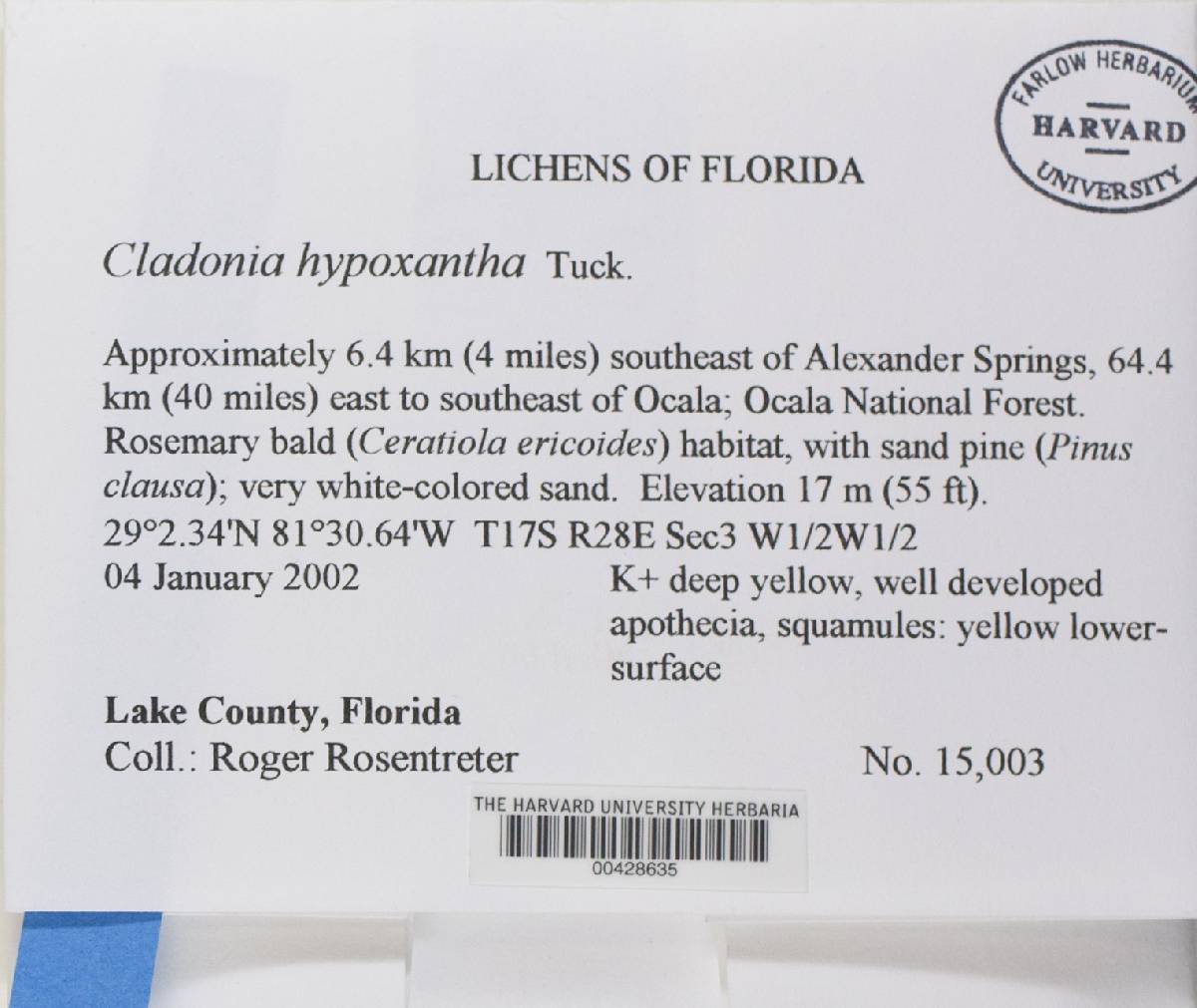 Cladonia hypoxantha image